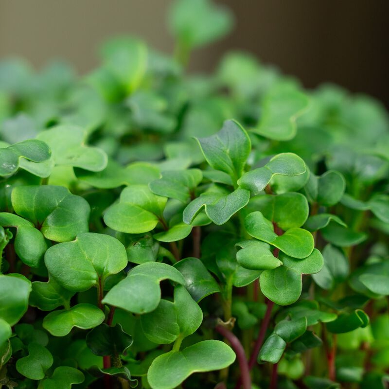Spicy MicroGreens Mix Seed Packet image number null